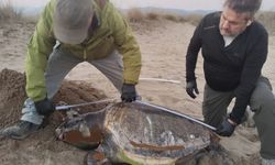 Kuşadası'nda son bir haftada 3 ölü kaplunbağa