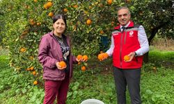 Kuyucak'ta portakal hasadı yapıldı, üreticilere belgeleri teslim edildi