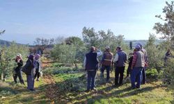 Ücretsiz zeytin budama kursu başlıyor