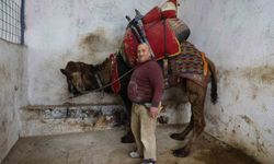 Şap deve güreşleri sektörünü sarstı