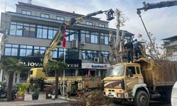 Yaşı 200'e yaklaşan çınar ağacı budandı