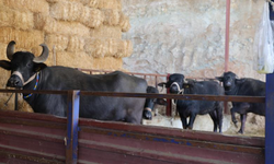 Mandadan gelen altın lezzet