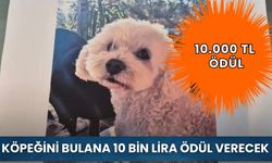 Köpeğini bulana 10 bin lira ödül verecek