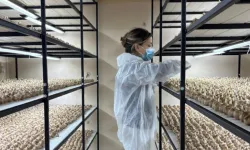 Masabaşı mesleğini bıraktı küçücük odada ekime başladı