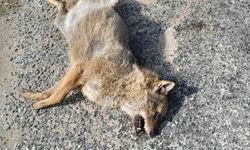 Çine yolunda aracın çarptığı tilki telef oldu