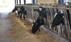 Aydın Hayvancılıkta Türkiye’nin Zirvesinde Yer Aldı