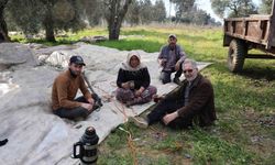 Piknik havasında zeytin hasadı