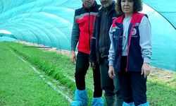 Aydın'da salep orkidesi üretimi büyüyor