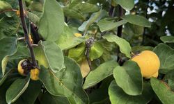 Zirai dondan etkilenen üreticilere 54 milyon TL destek