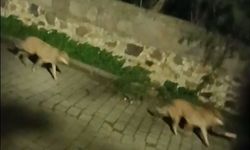 Bodrum'da kurt sürüsü görüntülendi