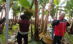 Efeler Dalama’da Muz Hasadı Başladı