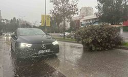 Fırtına ağaçları devirdi: 5 araç hasar gördü