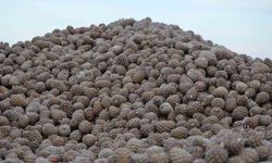 Kozalak işleme tesislerinde yoğun mesai dönemi