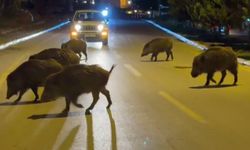 Kuşadası’nda Domuzlar Şehir Merkezine İndi