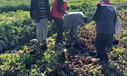 Efeler’de Kimyasal Gübresiz Kışlık Sebze Üretimi İncelendi