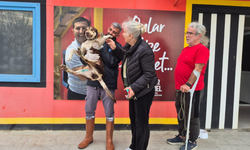 Lady artık sıcak yuvaya sahip