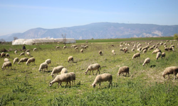 Söke'de yetiştiricilere destekleme icmali uyarısı