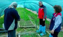 Efeler’de Salep Orkidesi Üretimi Giderek Büyüyor