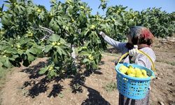 Aydında İncir Üreticilerine Yeni Risk