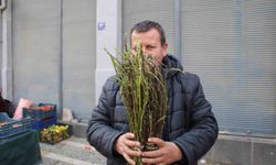 Aydın'ın yöresel lezzeti kedirgen ve sarmaşıklar pazar tezgahlarında