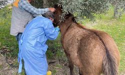 İncirliova'da Afrika At Vebası'na karşı çalışma