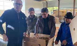 Karacasu'da tütünler paketlenmeye başladı