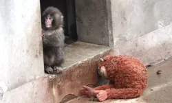 Yavru maymun Punch'ın son görüntüsü görenleri üzdü