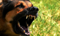 Bozdoğan’da köpek vahşeti