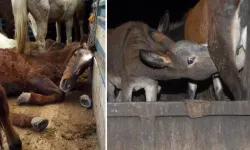 At ve Eşek Eti Yedirildi Ekipler Teyakkuza Geçti