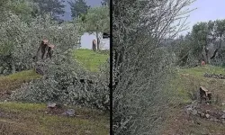 Zeytin ağacı tartışmaları CHP'de istifaya neden oldu