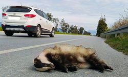 Aracın çarptığı porsuk telef oldu