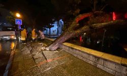 Asırlık çam ağacı devrildi