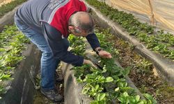 Aydın'da hasat öncesi çilek bahçelerini kontrol