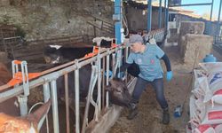 Aydın’da Hayvanlar Şap ve Bruselloza Karşı Aşılanıyor