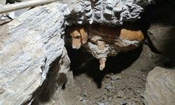 Betonun İçinde Mahsur Kalan Köpek Kurtarıldı