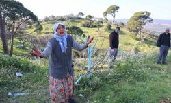 Bir gecede yüzlerce incir ve zeytin ağacını kesip ortadan kayboldular