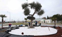 Didim'e çıkan yolları güzelleştirildi