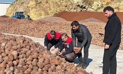 Koçarlı'da Çam Fıstığı işleme tesisindeki çalışmalar  incelendi