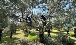 Koçarlı’da tarım Üreticilerine Pratik Budama Eğitimi