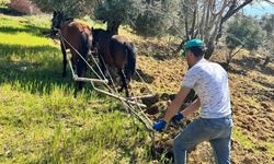 Traktörün giremediği zeytinlikte üretim atlarla sürüyor