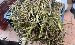 Baharın şifası Nazilli’den