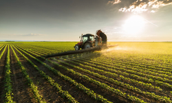 Aydın’da zeytinlikler ve dükkânlar kiraya çıkıyor