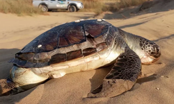 Kuşadası'nda deniz kaplumbağası ölümleri artıyor
