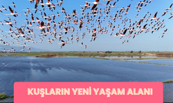 Kuşların Yeni Yaşam Alanı