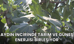 Aydın İncirinde Tarım ve Güneş Enerjisi Birleşiyor