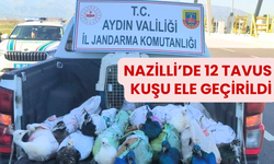 Nazilli’de 12 Tavus Kuşu Ele Geçirildi