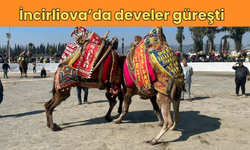 İncirliova’da develer güreşti