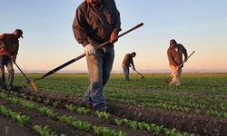 Savaşın Etkisi Aydınlı Çiftçiyi Zora Soktu