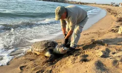 Kuşadası’nda 7 Kaplumbağa Öldü