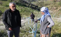 Koçarlı’da Ağaç Kesme Şüphelisi Gözaltında